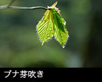 芽吹き 若葉の森 ブナの葉 芽吹き