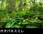 山野草すみれの花 オオバキスミレ フリー写真素材