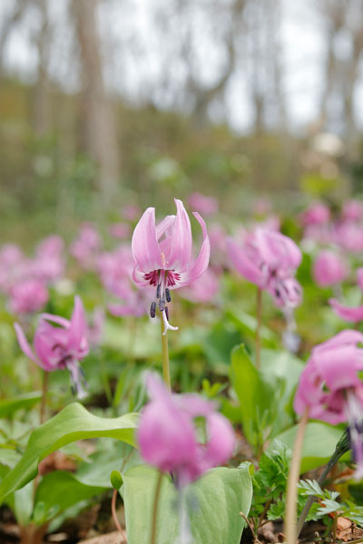 　春の山野草　カタクリの花　画像2　縦　無料写真素材