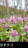 杉の花の写真