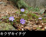  俳句、春、季語「キクザキイチゲ」フリー写真素材