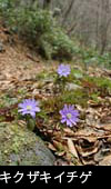  春の森林山野で咲く草花「キクザキイチゲ」無料写真素材