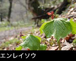 春の山野草エンレイソウ 無料写真素材