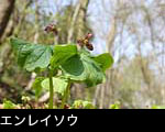 エンレイソウ 写真 画像 フリー素材