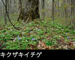 無料ストックフォトライブラリー春の草花、キクザキイチゲ