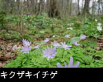 山野草壁紙キクザキイチゲ