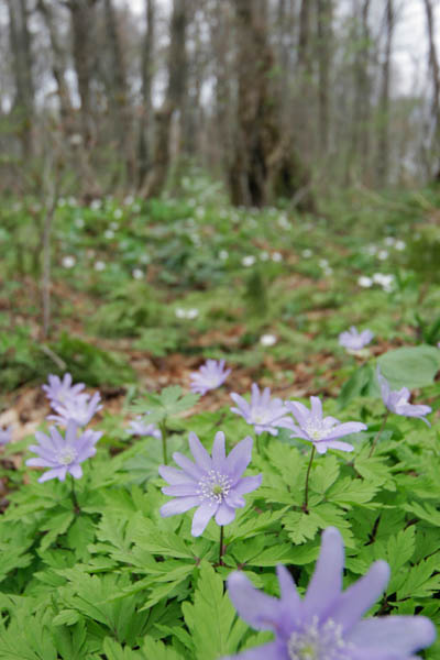 山野草壁紙　キクザキイチゲ　画像10　フリー写真素材
