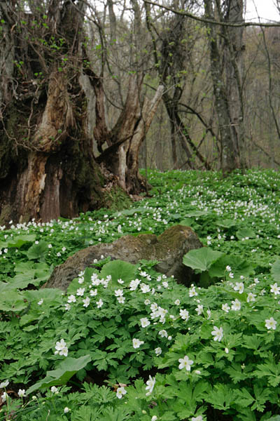 巨木の森に咲く「ニリンソウ」の群落、画像4　フリー写真素材