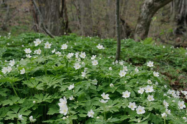 山野草「ニリンソウ」画像6　無料写真素材ストックフォト