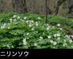 山野草「ニリンソウ」無料写真素材 