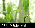 若葉、芽吹きの森 クロモジ若葉と水滴