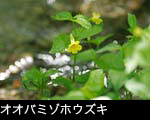 夏の山野草ネジジバナ写真 画像 フリー写真素材