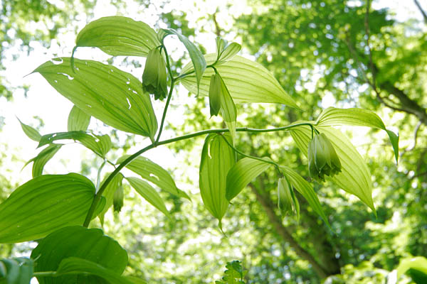 ホウチャクソウ　初夏の山野草　画像1　 無料写真素材　