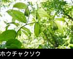 山野草 ホウチャクソウ 画像 無料写真素材フリー