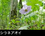 山野草シラネアオイ花 フリー写真素材