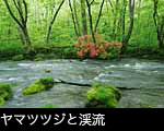 奥入瀬渓流 ツツジの花咲く清流 無料写真素材