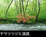 奥入瀬渓流 ツツジの花と水面 無料写真素材