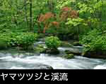 ヤマツツジの赤い花咲く青森県奥入瀬渓流 無料写真素材