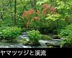 赤い花咲く渓流 無料写真素材