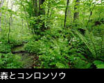 大木とせせらぎの森