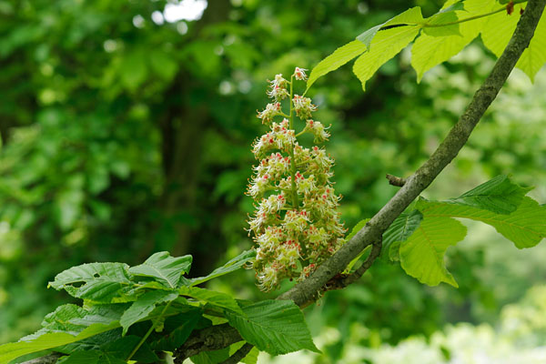 トチノキの花　穂状 円錐形 大きい 5月6月 高木樹の花 画像1　無料写真素材 