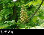 無料写真素材 「トチノキ」花 画像