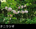 無料写真素材タニウツギ