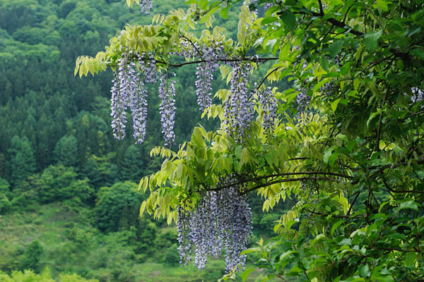 フジの花　画像1　フリー写真素材　無料写真素材