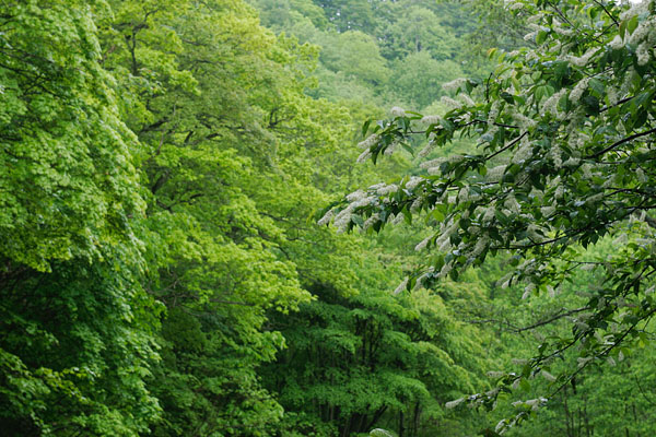 ウワミズザクラ4月5月6月の森林に咲く白い木の花　無料写真素材　画像1