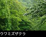 ウワミズザクラ4月5月6月の森林に咲く白い木の花 無料写真素材