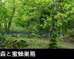 森と蜜蜂巣箱