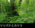 カツラ巨木とツリバナ 画像