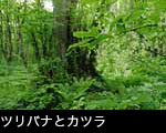 カツラ巨木とツリバナ