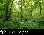 フリー写真素材 無料 白いコンロンソウの花が咲く新緑の森　