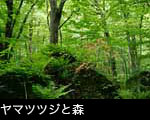 ヤマツツジと森林 フリー写真素材