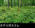 山野に咲くすみれの花の群生、無料写真素材 万葉集