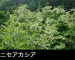  ニセアカシアの木 無料写真ストックフォト