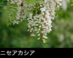 ニセアカシアの花 画像 写真 フリー素材　