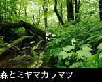 夏の山野草「ミヤマカラマツ」画像 写真 フリー素材
