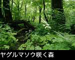 カツラ巨木とヤグルマソウ 写真素材