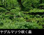シダの森とヤグルマソウ 無料写真素材