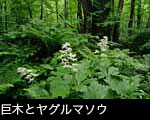 巨木の森とヤグルマソウ 画像 写真 フリー素材