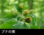 ブナの実 無料写真素材フリー 画像