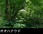 オオハナウド 画像 写真 フリー写真素材