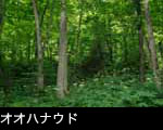 夏の森林に咲く花「オオハナウド」無料写真素材