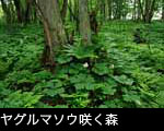 夏の山野草 壁紙 ヤグルマソウ 無料写真素材