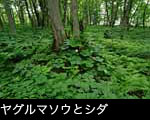 ヤグルマソウとシダの森林 フリー写真素材