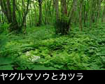 ヤグルマソウ咲く巨木とシダの森 無料写真素材