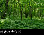 オオハナウド咲く森林 無料写真素材
