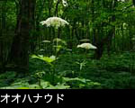 オオハナウド咲く森林 無料写真素材